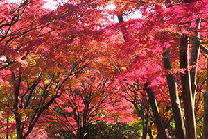 鮮やかな紅葉のイロハカエデ