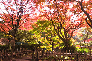 池田山公園