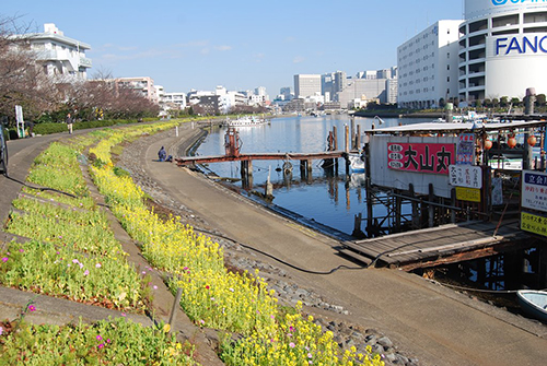 しながわ花街道の菜の花