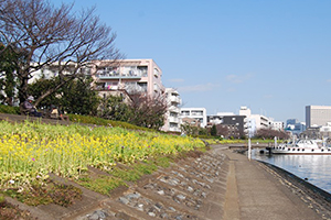 早咲きの菜の花