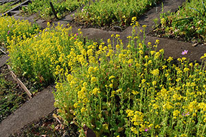 見ごろを迎えた早咲きの菜の花