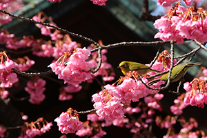 メジロと桜