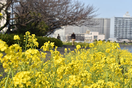 満開の菜の花