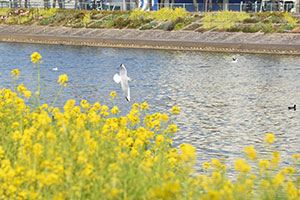 菜の花と海鳥