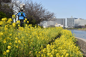 菜の花とランナー