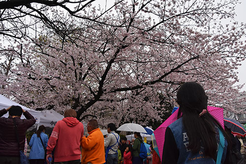 荏原南公園さくらまつり桜満開