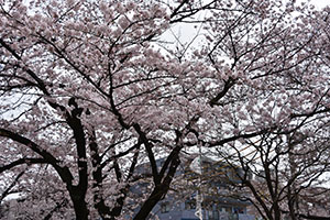 浜川公園の桜