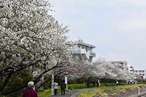 しながわ花街道の桜