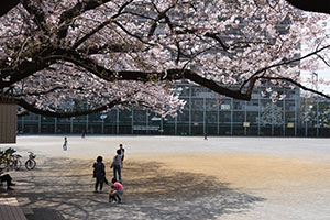 西大井広場の桜