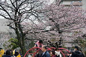 東品川公園の桜