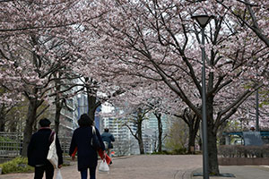東品川海上公園の桜