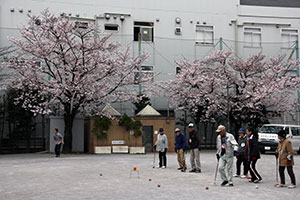西品川公園の桜