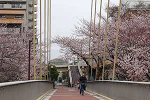 カモメ橋付近の桜