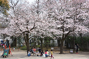 荏原南公園の桜