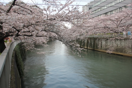 橋から見る桜