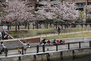 五反田ふれあい水辺広場の桜