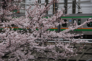K字橋付近の桜