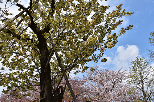 ソメイヨシノを背景に咲く御衣黄