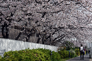 鮫洲入江公園横の桜