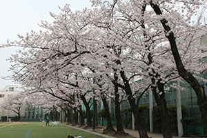 鮫洲運動公園の桜