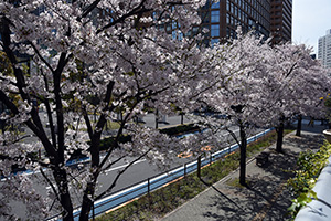 日野学園横の桜