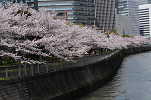 居木橋より眺める目黒川の桜