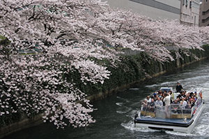 山本橋より満開の桜と観覧船