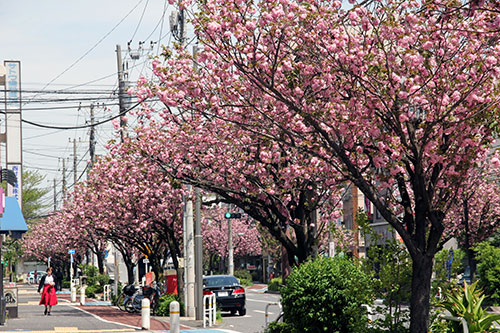 桜新道の八重桜