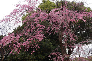 八潮多目的広場の桜