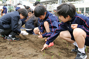 掘ったミゾに種を等間隔におく様子