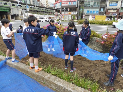 防鳥ネット張り