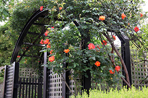 ゲートのアーチに咲いたプリンセスミチコ