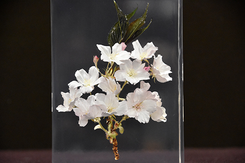 桜 標本 0