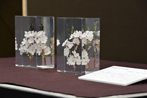 桜 標本