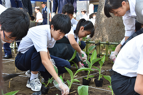 カンナを植える派遣生