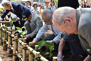 カンナを植える町会長たち