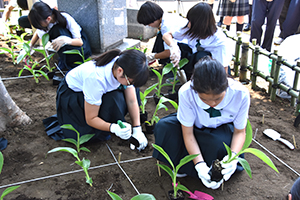 カンナを植える伊藤学園の生徒