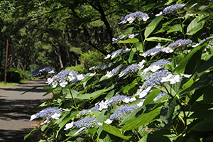 京浜運河緑道公園