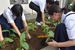 カンナを植える生徒たち