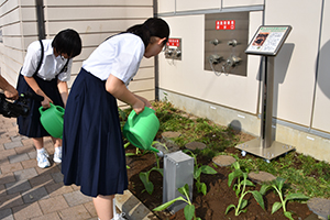 植えたカンナに水やりをする女生徒