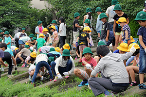 皆で協力してコスモスの種まき