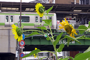 山手線とヒマワリ