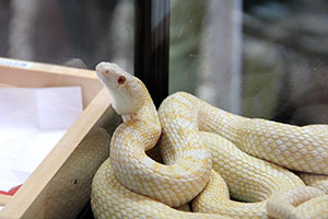 天然記念物の白蛇