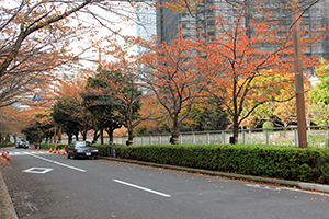 桜の紅葉2016