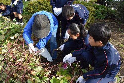 五反田駅前をきれいにする会に芋掘りを教わる