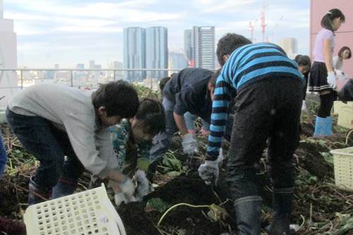 屋上庭園での芋ほり