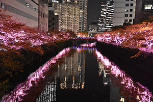 目黒川沿いに咲き乱れる冬の桜並木