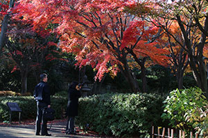 紅葉にレンズを向けるカメラマン