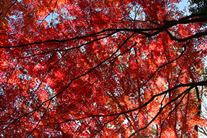 逆光に映えるイロハカエデの紅葉