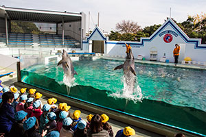 イルカショーを楽しむ園児